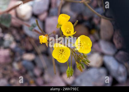 Serata d'oro-Primrose, Camissonia brevipes, in fiore in primavera nel Death Valley National Park nel deserto del Mojave in California. Foto Stock