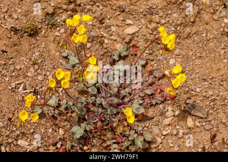 Serata d'oro-Primrose, Camissonia brevipes, in fiore in primavera nel Death Valley National Park nel deserto del Mojave in California. Foto Stock