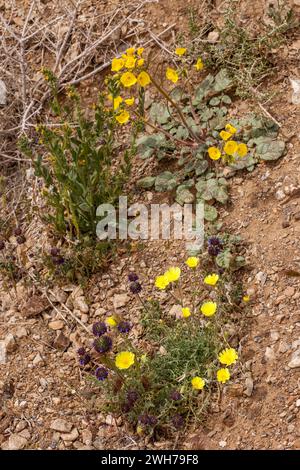 Desert Chia, Desert Dandelion e Golden Evening Primrose in fiore nel deserto del Mojave nel Death Valley National Park, California. Foto Stock