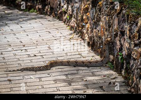 Boa constrictor da vicino che attraversa una strada che sale su una stonewall Foto Stock