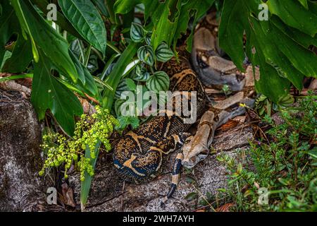 Boa constrictor ha arrotolato un bellissimo habitat naturale di pelle di serpente a Panama Foto Stock