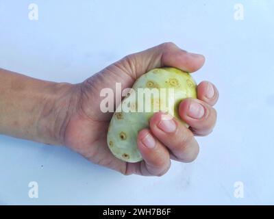 Noni freschi o frutti di morinda tenuti in mano isolati su fondo bianco Foto Stock