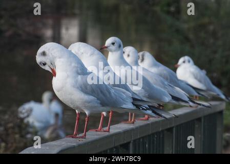 Una fila di gabbiani su una ringhiera che si affaccia su un fiume, con cigno sullo sfondo. Foto Stock