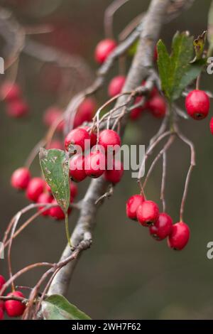 Bacche mature di biancospino appendono sui rami in autunno Foto Stock