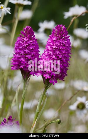 Due punte viola di fiori di Mauve di Un'orchidea piramidale, Anacamptis pyramidalis, in A Meadow, New Forest Regno Unito Foto Stock