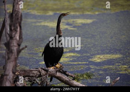 Oriental darter arroccato sul lato di un lago Foto Stock