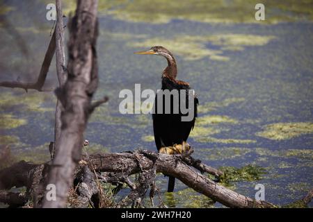 Oriental darter arroccato sul lato di un lago Foto Stock