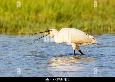 Cucchiaio, Platalea leucorodia, cattura di un pesce, Isola delle cona, Italia Foto Stock