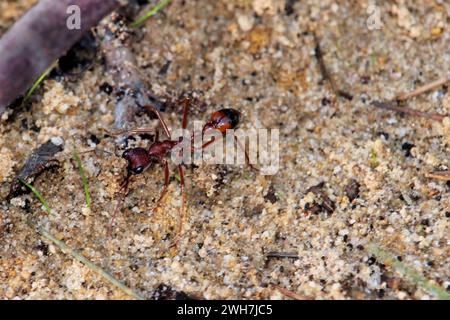 Formica di toro nera (Myrmecia nigriscapa) che trasporta sabbia scavata da nidi. Foto Stock