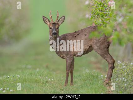 Un capriolo maschile con palchi (Capreolus capreolus) in piedi tra la fioritura di mele rosa nei frutteti di una fattoria di Suffolk . REGNO UNITO Foto Stock