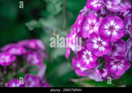 Primo piano di phlox viola con centro bianco. phlox paniculata Hereford. Foto Stock