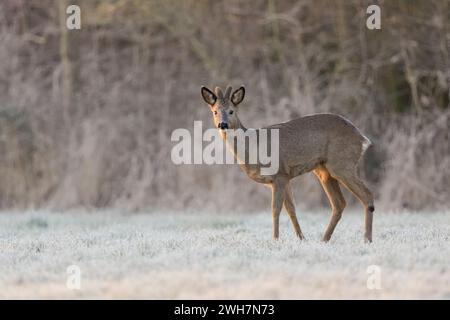 Roe Deer ( Capreolus capreolus ), uomo d'inverno, buck, corna di velluto, in piedi ai margini di una foresta su un prato innevato, wildilfe, Europa. Foto Stock