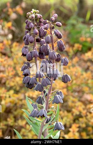 Giglio persiano (Fritillaria persica) rosso intenso, punte di fiori viola di questo giardino ornamentale perenne bulboso, berkshire, Inghilterra, aprile Foto Stock