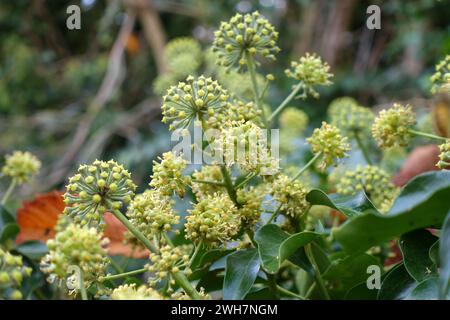 Edera (Hedera Helix) fiori verdi-gialli alla fine dell'autunno, utile come cibo di tarda stagione per impollinatori come Bumblebees, Berkshire, novembre Foto Stock