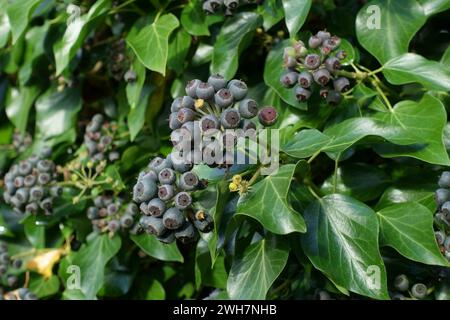 Edera (Hedera Helix) frutta viola maturata nel tardo autunno, utile come cibo di tarda stagione per uccelli e altri animali selvatici, Berkshire, novembre Foto Stock