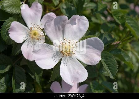 Rosa canina (Rosa canina) fiore rosa dolce profumato molto pallido con cinque petali e cerchio centrale di stami, anthers e stili, Berkshire, giugno Foto Stock