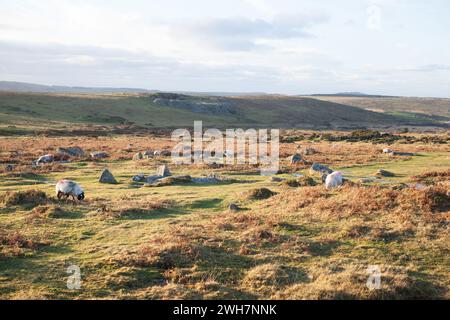 Vista delle pecore che pascolano sul Bodmin Moor vicino ai Minions in Cornovaglia nel Regno Unito Foto Stock