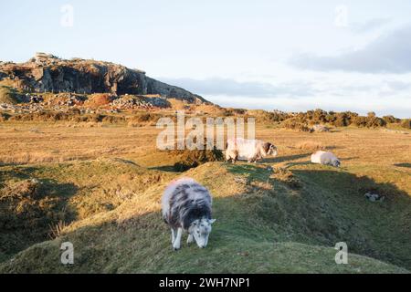 Vista delle pecore che pascolano sul Bodmin Moor vicino ai Minions in Cornovaglia nel Regno Unito Foto Stock
