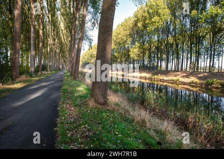 Viale alberato, Canale Schipdonk, Schipdonkvaart, Damme, Fiandre, Belgio, Europa Foto Stock