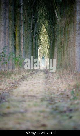 Viale alberato, Canale Schipdonk, Schipdonkvaart, Damme, Fiandre, Belgio, Europa Foto Stock