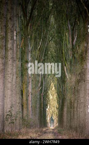 Viale alberato, Canale Schipdonk, Schipdonkvaart, Damme, Fiandre, Belgio, Europa Foto Stock