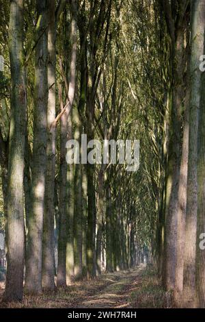 Viale alberato, Canale Schipdonk, Schipdonkvaart, Damme, Fiandre, Belgio, Europa Foto Stock