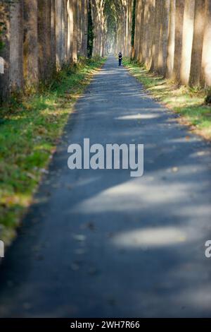 Viale alberato, Canale Schipdonk, Schipdonkvaart, Damme, Fiandre, Belgio, Europa Foto Stock