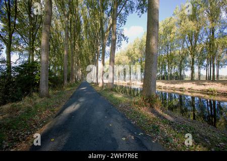 Viale alberato, Canale Schipdonk, Schipdonkvaart, Damme, Fiandre, Belgio, Europa Foto Stock