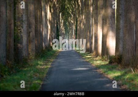 Viale alberato, Canale Schipdonk, Schipdonkvaart, Damme, Fiandre, Belgio, Europa Foto Stock