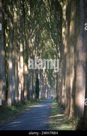 Viale alberato, Canale Schipdonk, Schipdonkvaart, Damme, Fiandre, Belgio, Europa Foto Stock