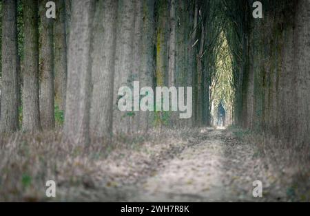 Viale alberato, Canale Schipdonk, Schipdonkvaart, Damme, Fiandre, Belgio, Europa Foto Stock