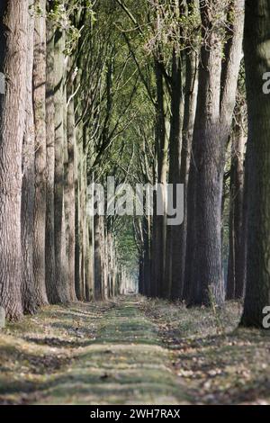 Viale alberato, Canale Schipdonk, Schipdonkvaart, Damme, Fiandre, Belgio, Europa Foto Stock