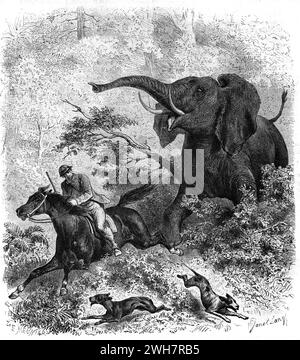 William Charles Baldwin (1826-1903), un cacciatore britannico o inglese di grandi dimensioni, caccia all'elefante africano o agli elefanti a cavallo in Africa. Incisione vintage o storica o illustrazione 1863 Foto Stock