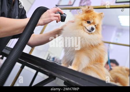 Il tosaerba asciuga i capelli di un cane della Pomerania con un asciugacapelli dopo il bagno in un salone specializzato Foto Stock