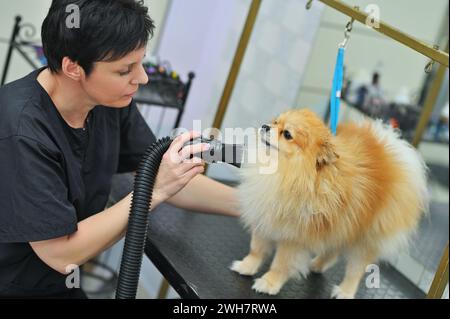 Il tosaerba asciuga i capelli di un cane della Pomerania con un asciugacapelli dopo il bagno in un salone specializzato Foto Stock