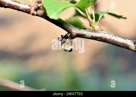 Una goccia trasparente di resina pende su un ramo di ciliegio. Foto Stock