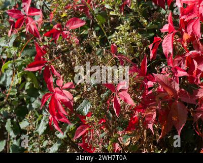 Parthenocissus quinquefolia virginia crepuscolare che cresce attraverso una siepe in foglie rosse di Great Coxwell su siepe verdi con colori contrastanti Foto Stock