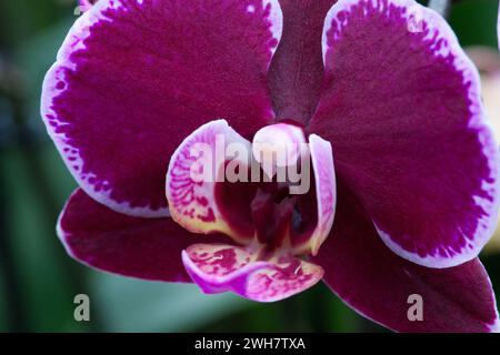 Un'orchidea Moth al Kew Gardens Orchid Festival del 2024 Foto Stock