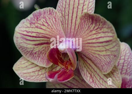 Un'orchidea Moth al Kew Gardens Orchid Festival del 2024 Foto Stock