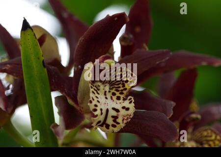Fiore di orchidea della barca maculata viola al Kew Gardens Orchid Festival 2024 Foto Stock