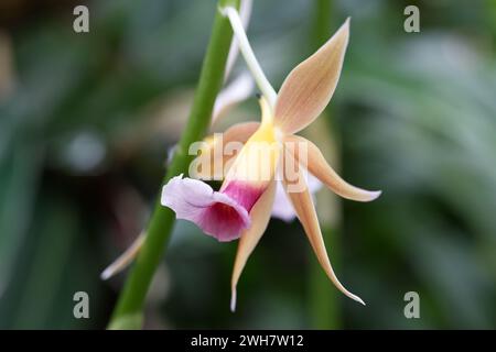 Un fiore di orchidea paludosa al Kew Gardens Orchid Festival 2024 Foto Stock