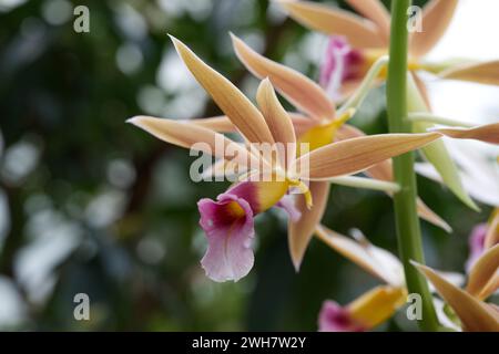 Un fiore di orchidea paludosa al Kew Gardens Orchid Festival 2024 Foto Stock