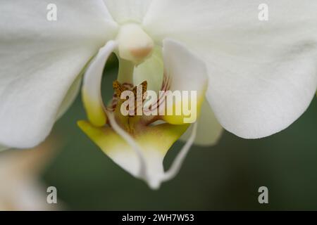Una foto molto ravvicinata di un fiore bianco dell'orchidea Moth al Kew Gardens Orchid Festival 2024 Foto Stock