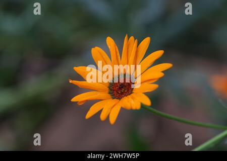 Un fiore di occhiello liscio arancione su sfondo sfocato Foto Stock