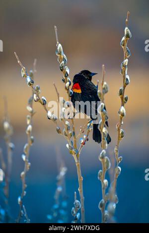 Red Winged Blackbird, Iona Beach Regional Park, Richmond, British Columbia, Canada Foto Stock