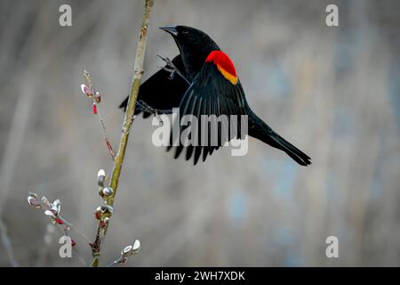 Red Winged Blackbird, Iona Beach Regional Park, Richmond, British Columbia, Canada Foto Stock
