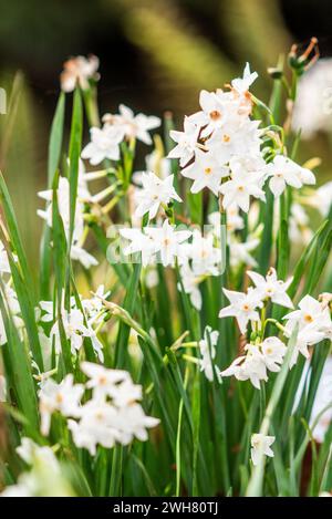 Narciso bianco di carta che cresce nel giardino in primavera. Foto Stock