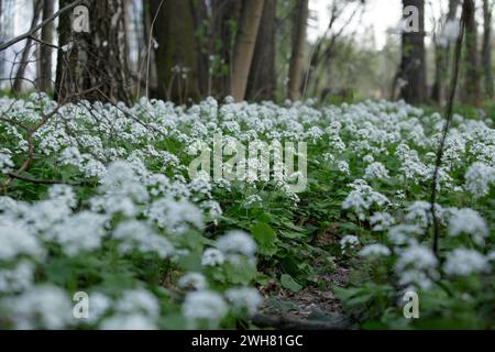 Arabis alpina, crepuscolo di montagna o crepuscolo di roccia alpina. Arabis caucasica. Fiori bianchi di arabis caucasica che crescono nella foresta. Sfondo floreale. sel Foto Stock