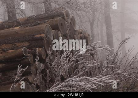 Holzstapel im Nebel im Wald Foto Stock