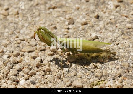 Foto ravvicinata naturale di una mantiera verde europea adulta, Mantis religiosa seduta a terra Foto Stock